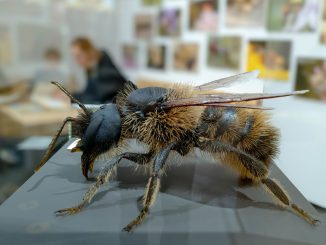 Modell einer Mauerbiene