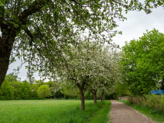 Fasanerie Groß-Gerau - Weg entlang der Wiesen mit Apfelbäumen