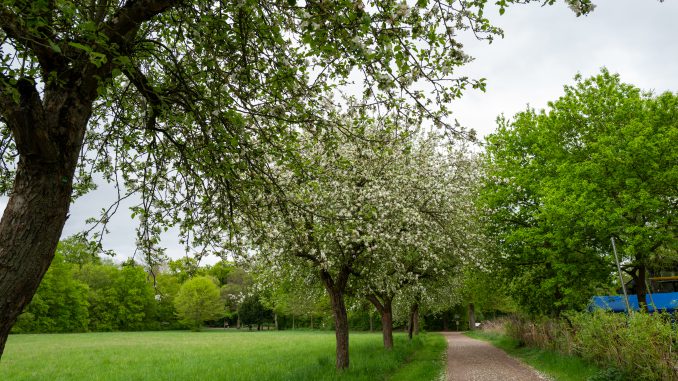 Fasanerie Groß-Gerau - Weg entlang der Wiesen mit Apfelbäumen