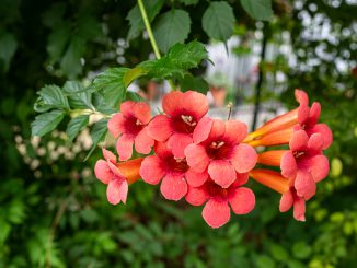 Campsis 'Radicans' Trompetenblume