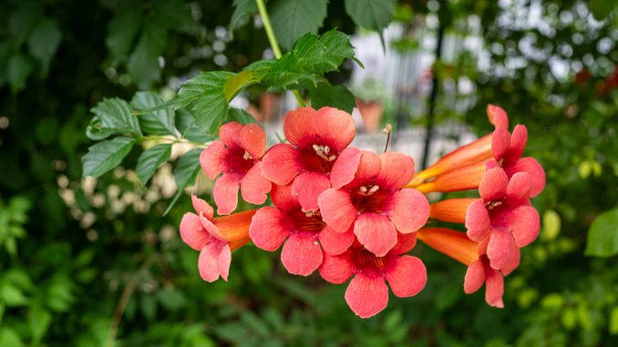 Campsis 'Radicans' Trompetenblume
