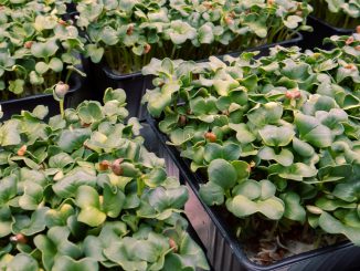 Microgreens - Food & Energy Campus, Groß-Gerau