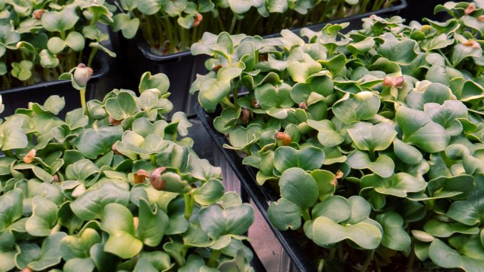 Microgreens - Food & Energy Campus, Groß-Gerau
