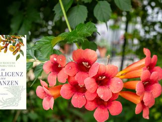 Die Intelligenz der Pflanzen - Stefano Mancuso und Alessandra Viola