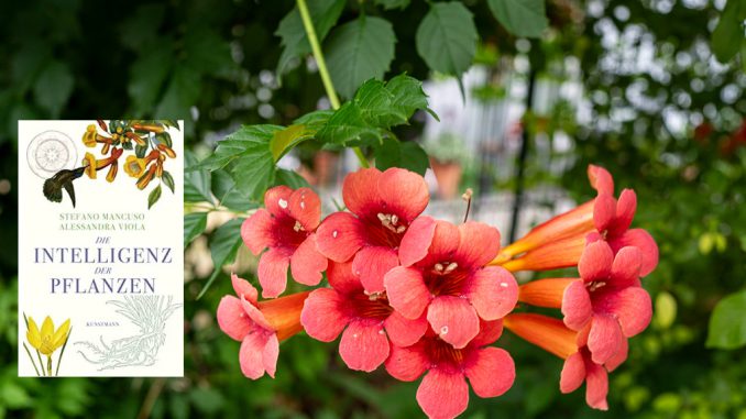 Die Intelligenz der Pflanzen - Stefano Mancuso und Alessandra Viola