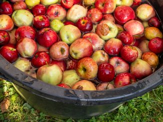 Frisch und knackig: Äpfel von der Streuobstwiese