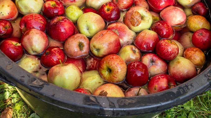 Frisch und knackig: Äpfel von der Streuobstwiese