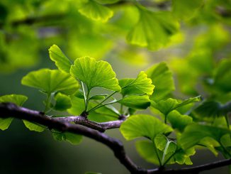 Goethe und der Gingko. Foto: wal_ 172619
