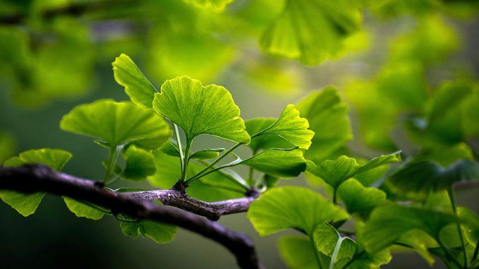Goethe und der Gingko. Foto: wal_ 172619
