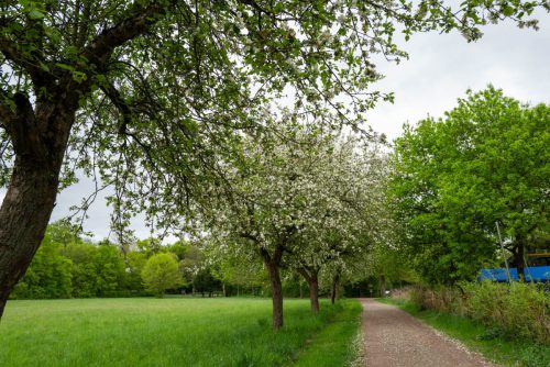Rundweg entlang der Wiesen mit Obstbäumen