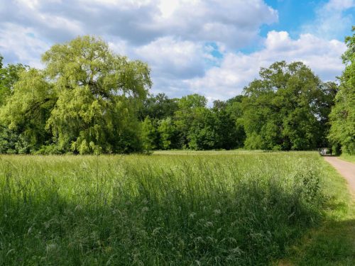 Wiesen, im Hintergrund der Wald
