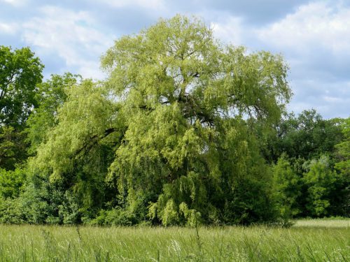 Große Trauerweide am Eingang