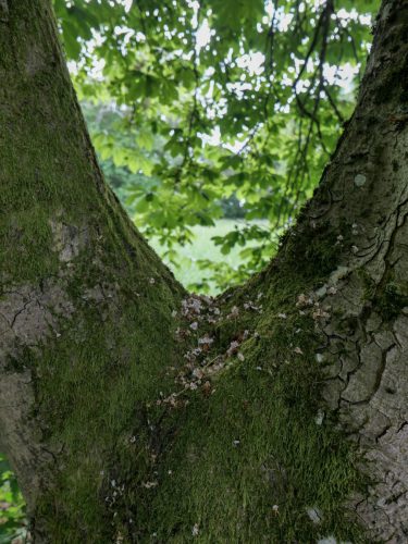 Blick durch die Hainbuche