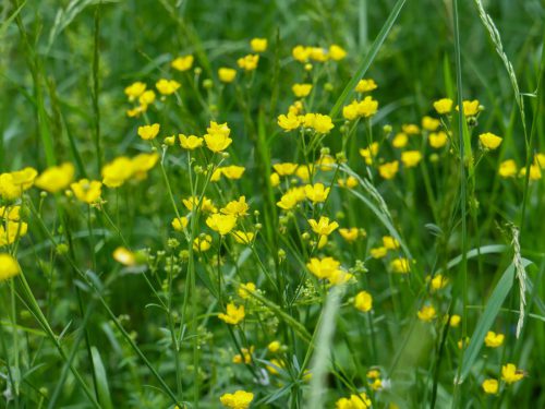 Frühlingsblüte