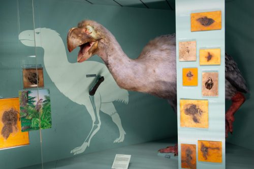 Der Riesenvogel Diatryma durchstreifte Messels Urwälder. Foto: Senckenberg, Tränkner