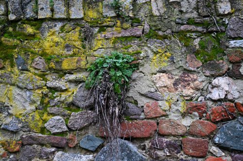 Fasaneriemauer Februar 2026