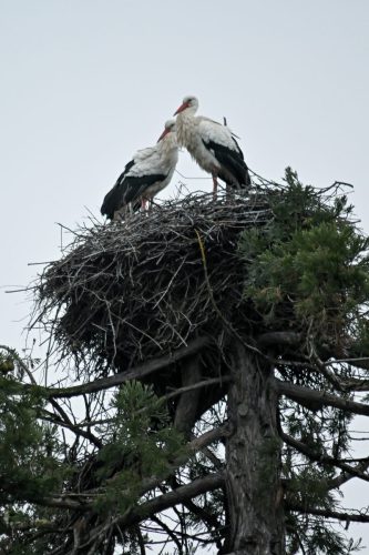 Storchennest Februar 2026