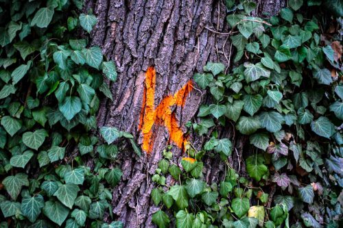 Marierung Februar 2026