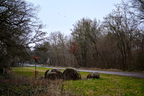 Waldrand Februar 2026