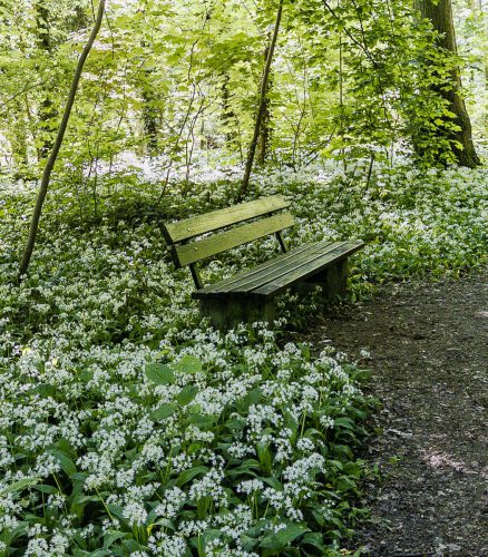 Pause zwischen üppigen Bärlauch