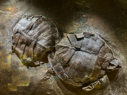 Schildkröten beim Liebesakt