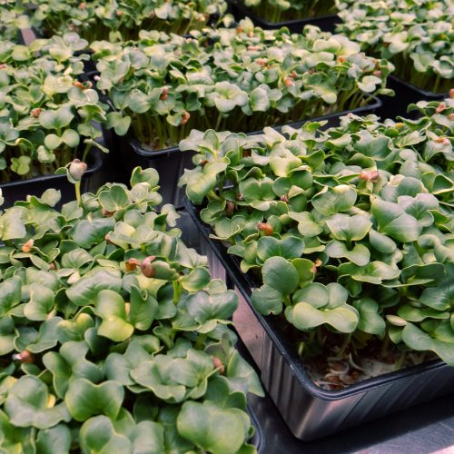 Microgreens - Food  Energy Campus, Groß-Gerau