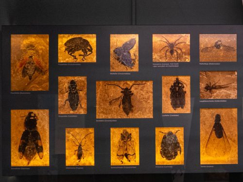 Ameisen, Spinnen, Fliegen und Käfer.