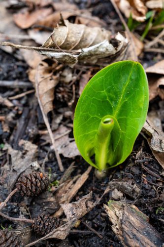 Kleiner Niederwaldsee Groß-Gerau