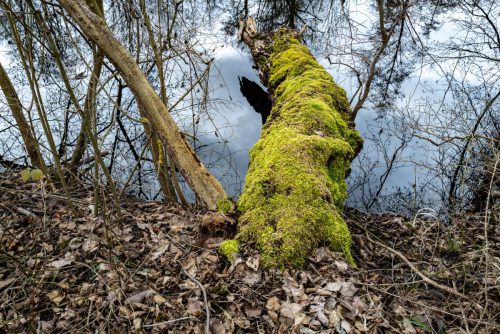 Kleiner Niederwaldsee Groß-Gerau