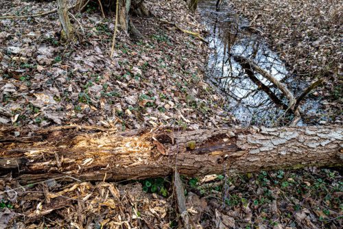 Kleiner Niederwaldsee Groß-Gerau